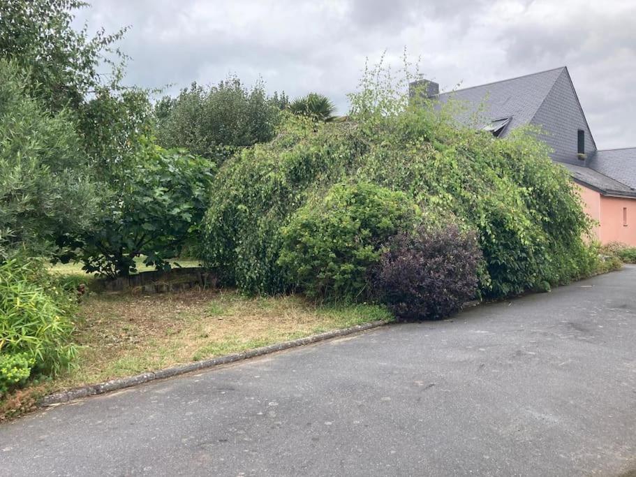 La Maison Rose - Avec Grand Jardin Clos A 300M De La Mer Hauteville-sur-Mer Eksteriør billede